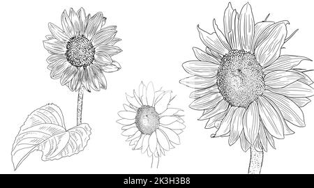 Gravure de tournesol, fleurs d'été, encre. Illustration de Vecteur