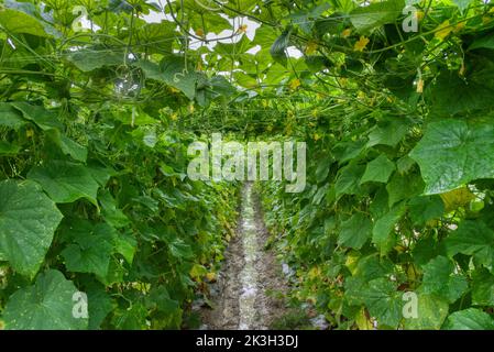 belle photo de verdure scène de la culture de concombre ou de légumes-gourdes amers à la ferme. Banque D'Images