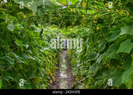 belle photo de verdure scène de la culture de concombre ou de légumes-gourdes amers à la ferme. Banque D'Images