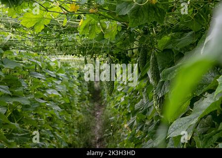 belle photo de verdure scène de la culture de concombre ou de légumes-gourdes amers à la ferme. Banque D'Images