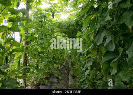 belle photo de verdure scène de la culture de concombre ou de légumes-gourdes amers à la ferme. Banque D'Images