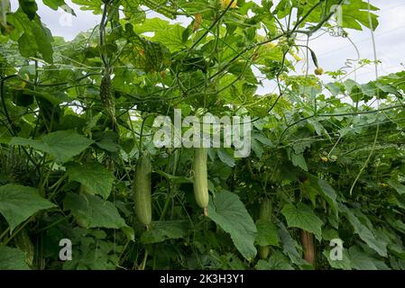 belle photo de verdure scène de la culture de concombre ou de légumes-gourdes amers à la ferme. Banque D'Images