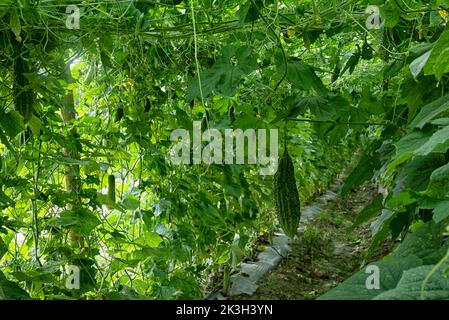 belle photo de verdure scène de la culture de concombre ou de légumes-gourdes amers à la ferme. Banque D'Images