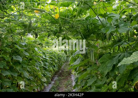 belle photo de verdure scène de la culture de concombre ou de légumes-gourdes amers à la ferme. Banque D'Images