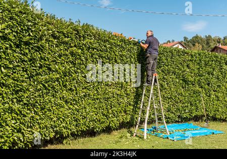 Homme mature taille haie avec un taille-haie électrique dans le jardin. Banque D'Images