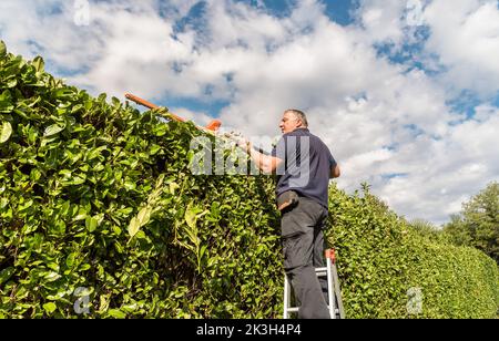 Homme mature taille haie avec un taille-haie électrique dans le jardin. Banque D'Images