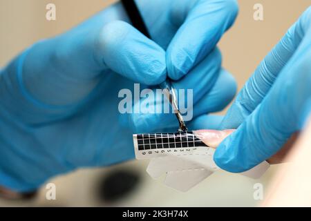 La construction de clous de beauté. Extensions de clou inférieures. Maître manucure dans le salon de beauté augmente les ongles en allongeant la plaque à ongles client avec de l'acrylique ou g Banque D'Images