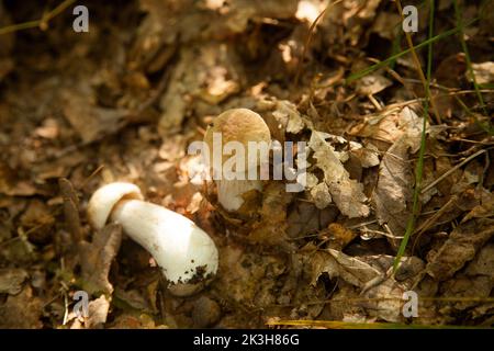 Deux champignons Boletus dans la nature. Les champignons porcini (cep, porcino ou boléte roi, généralement appelé boletus edulis) poussent sur le sol de la forêt parmi les mousses Banque D'Images