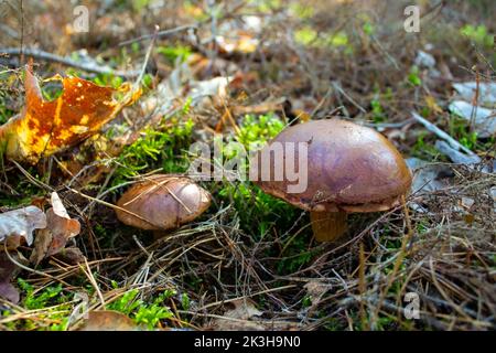 Saison des champignons dans la forêt. Deux boletus ont grandi dans l'herbe. Saison d'automne pour cueillir des champignons. Une alimentation végétarienne saine qui grandit dans la nature. Banque D'Images