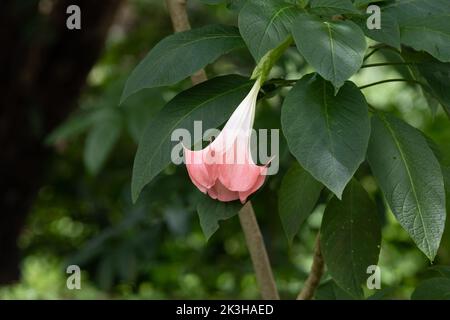 La trompette de l'Ange rose solitaire (Brugmansia suaveolens) fleurit dans le jardin de Mangalore, en Inde. Banque D'Images