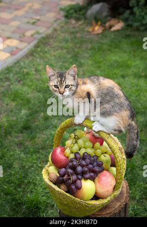 le petit chaton repose sur la poignée d'un panier rempli de pommes mûres biologiques, de poires et de raisins. Un petit animal de compagnie curieux. Ensemble de fruits juteux à base de vitamines. Delicio Banque D'Images