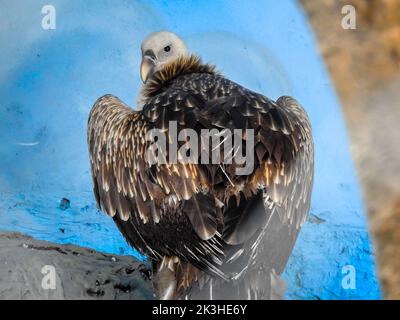 La vautour himalayenne (Gyps himalayensis) ou la vautour himalayenne griffon au zoo de la ville de Dehradun. Uttarakhand Inde. Banque D'Images