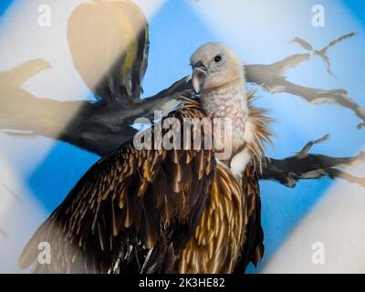 La vautour himalayenne (Gyps himalayensis) ou la vautour himalayenne griffon au zoo de la ville de Dehradun. Uttarakhand Inde. Banque D'Images