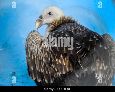 La vautour himalayenne (Gyps himalayensis) ou la vautour himalayenne griffon au zoo de la ville de Dehradun. Uttarakhand Inde. Banque D'Images