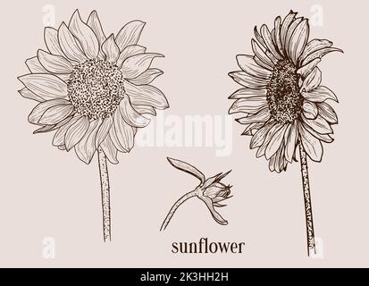Gravure de tournesol, fleurs d'été, encre. Illustration de Vecteur