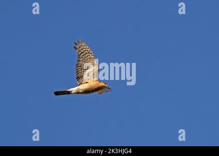 Sparrowhawk (Accipiter nisus) homme volant Norfolk GB Royaume-Uni juillet 2022 Banque D'Images