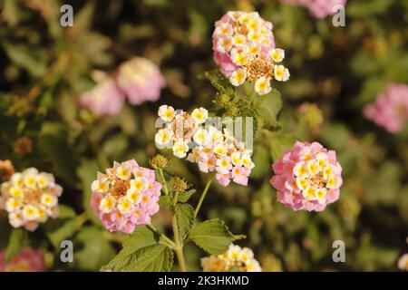 Fleurs de Lantana colorées, roses, jaunes et blanches Banque D'Images