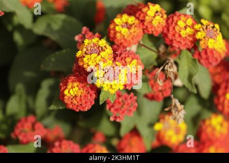 Fleurs de Lantana colorées, roses, jaunes et blanches Banque D'Images