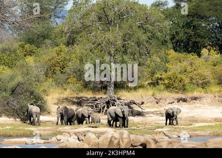 Les éléphants émergent de la brousse sèche pour boire, wallow et socialiser à la rivière Great Ruaha. Le buisson s'assèche et passe aux couleurs d'automne Banque D'Images