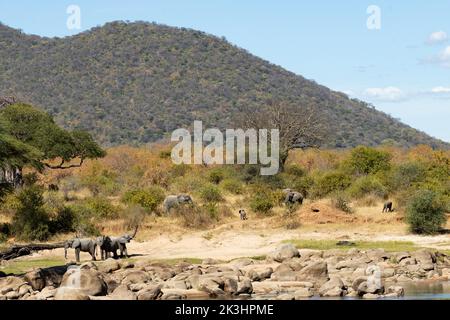 Les éléphants émergent de la brousse sèche pour boire, wallow et socialiser à la rivière Great Ruaha. Le buisson s'assèche et passe aux couleurs d'automne Banque D'Images