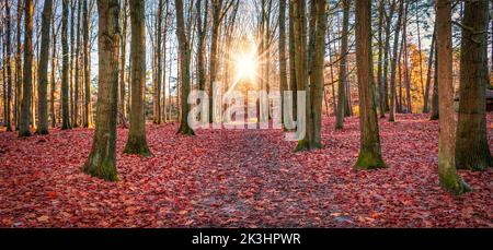 Des feuilles d'automne tombées couvrent le sol de la forêt sous forme de tapis rouge. Banque D'Images