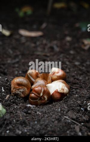 Bulbes de tulipes prêts à être plantés à l'extérieur dans le jardin. Concept de plantation de tulipes et de fleurs de printemps dans le sol. Banque D'Images