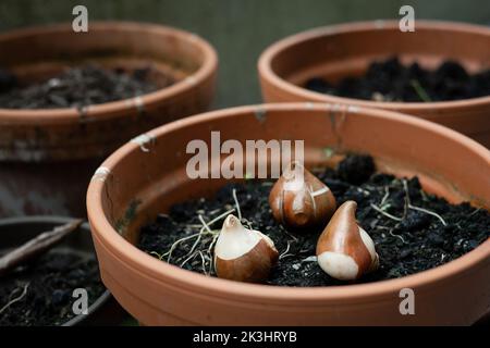 Bulbes de tulipes dans le sol prêts à être plantés dans des pots à l'extérieur dans le jardin. Concept de plantation de tulipes. Banque D'Images