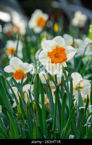 Narcissus 'Royal Orange', jonquille 'Royal Orange'. Pétales blancs, tasse orange, jonquille à grandes cuvettes Banque D'Images