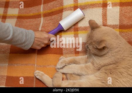 l'homme nettoie les vêtements avec un rouleau de cheveux de chat. nettoyage des vêtements de la laine Banque D'Images