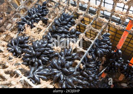 Œufs de sepia officinalis, poisson-fée, fixés à un piège ou à une marmite de seiche dans la Manche. Les petits pains d'oeufs noirs sont parfois Banque D'Images