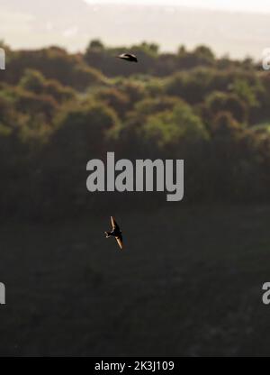 Brighton UK 27th septembre 2022 - Une Maison Martin en direction du sud pour l'hiver bénéficie d'un matin d'automne ensoleillé mais frais le long de South Downs Way à Devils Dyke juste au nord de Brighton . : Crédit Simon Dack / Alamy Live News Banque D'Images