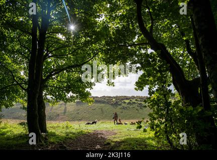 Brighton UK 27th septembre 2022 - Une marchette bénéficie d'un matin d'automne ensoleillé mais frais le long de South Downs Way à Devils Dyke, juste au nord de Brighton . : Crédit Simon Dack / Alamy Live News Banque D'Images