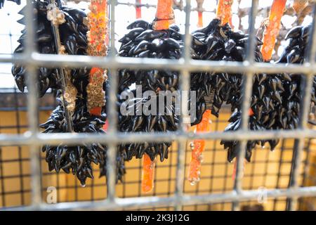 Œufs de sepia officinalis, poisson-fée, fixés à un piège ou à une marmite de seiche dans la Manche. Les petits pains d'oeufs noirs sont parfois Banque D'Images