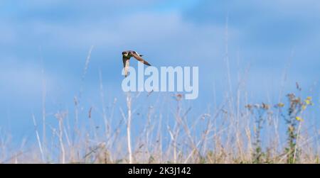 Brighton UK 27th septembre 2022 - Une Maison Martin en direction du sud pour l'hiver bénéficie d'un matin d'automne ensoleillé mais frais le long de South Downs Way à Devils Dyke juste au nord de Brighton . : Crédit Simon Dack / Alamy Live News Banque D'Images