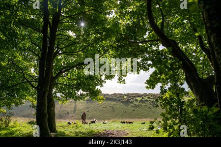 Brighton UK 27th septembre 2022 - Une marchette bénéficie d'un matin d'automne ensoleillé mais frais le long de South Downs Way à Devils Dyke, juste au nord de Brighton . : Crédit Simon Dack / Alamy Live News Banque D'Images