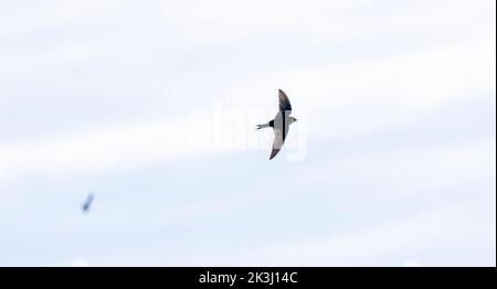 Brighton, Royaume-Uni, le 27th septembre 2022 - Un Swallow qui se dirige vers le sud pour l'hiver bénéficie d'un matin d'automne ensoleillé mais frais le long de South Downs Way à Devils Dyke, juste au nord de Brighton . : Crédit Simon Dack / Alamy Live News Banque D'Images