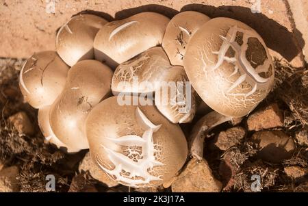 Crosse de champignons, macrocybe crassa, tricholma crassus, poussant dans le jardin australien. Champignons originaires du Sri Lanka. Motif fissuré sur les chapeaux. Banque D'Images