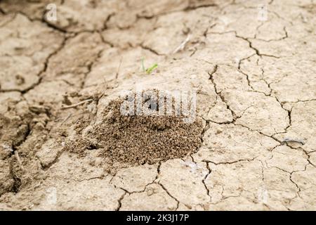 Photo d'un anthill construit dans le sol en gros plan. Banque D'Images