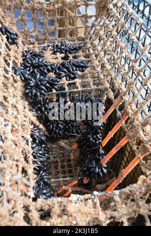 Œufs de sepia officinalis, poisson-fée, fixés à un piège ou à une marmite de seiche dans la Manche. Les petits pains d'oeufs noirs sont parfois Banque D'Images