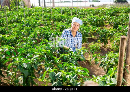 Une agricultrice vérifie la récolte de poivrons verts sur les plantations de légumes Banque D'Images