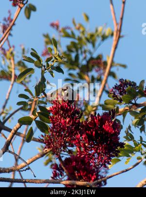 honeyeater de Lewins australiens, meliphaga lewinii, se nourrissant du nectar de fleurs rouges de Parrot ivre (goélette brachypetala), jardin dans le Queensland. Banque D'Images