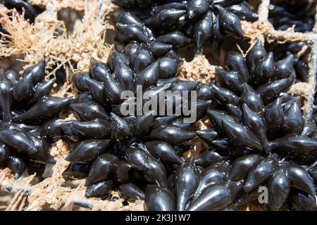 Œufs de sepia officinalis, poisson-fée, fixés à un piège ou à une marmite de seiche dans la Manche. Les petits pains d'oeufs noirs sont parfois Banque D'Images