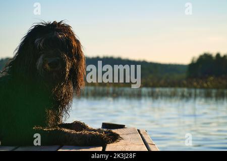 Goldendoodle chien allongé sur une jetée et regardant un lac en Suède. Photo d'animal avec charme. Banque D'Images
