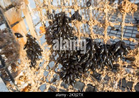 Œufs de sepia officinalis, poisson-fée, fixés à un piège ou à une marmite de seiche dans la Manche. Les petits pains d'oeufs noirs sont parfois Banque D'Images