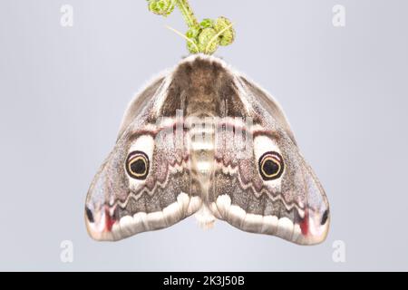 Une femelle Empereur Moth, Saturnia Pavonia, photographiée dans un studio reposant sur une façade saumâtre avant la libération. Arrière-plan pâle. Dorset Angleterre GB Banque D'Images