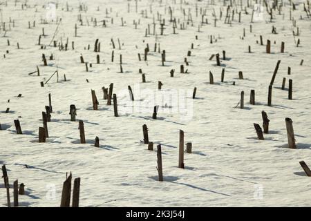 Les plantes hachées sortent de la neige. Vue sur le terrain en hiver. Neige et bâtons. Banque D'Images