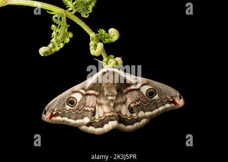 Une femelle Empereur Moth, Saturnia Pavonia, photographiée dans un studio reposant sur une façade saumâtre avant la libération. Arrière-plan noir. Dorset Angleterre GB Banque D'Images