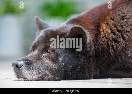 Le chien local en Chine rurale -- le chien pastoral chinois Banque D'Images