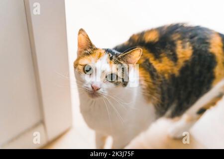 Magnifique, bien nourri multicolore calico chat debout sur le sol à la maison et regardant la caméra. Photo de haute qualité Banque D'Images