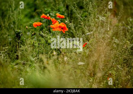 Les coquelicots poussent dans un champ vert Banque D'Images